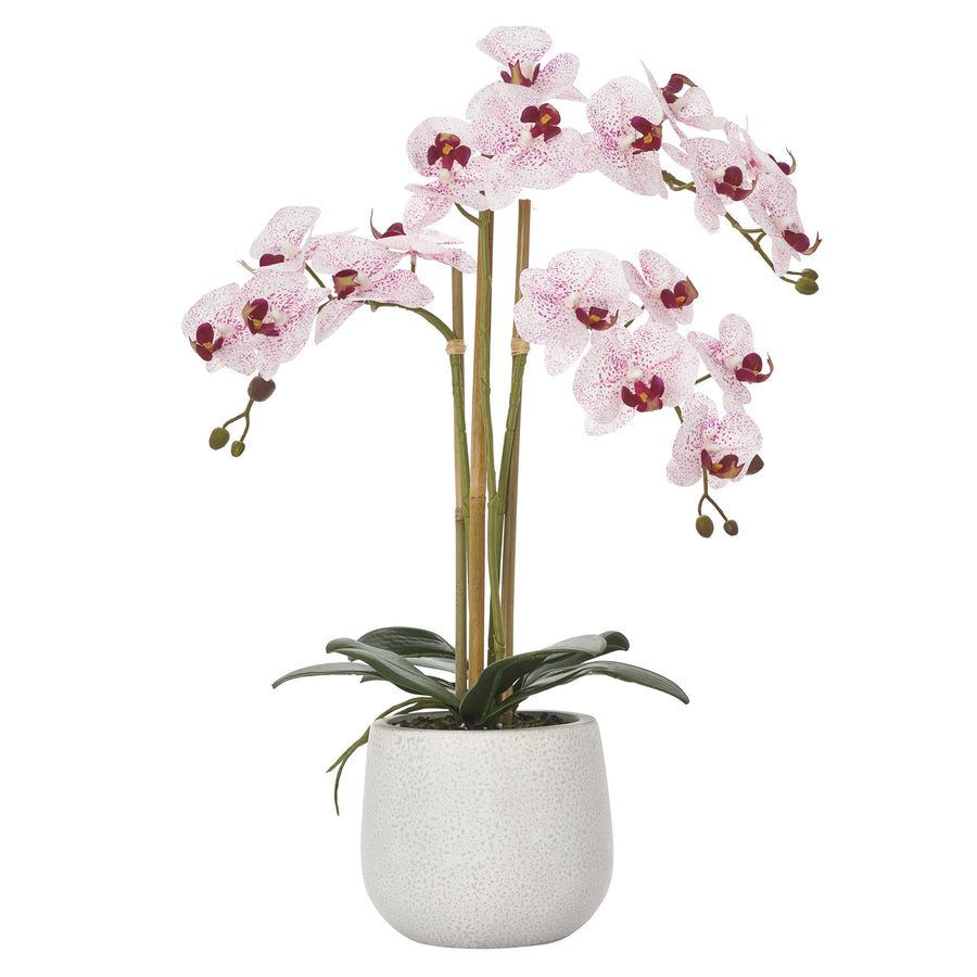 TRIPLE STEM PINK ORCHID